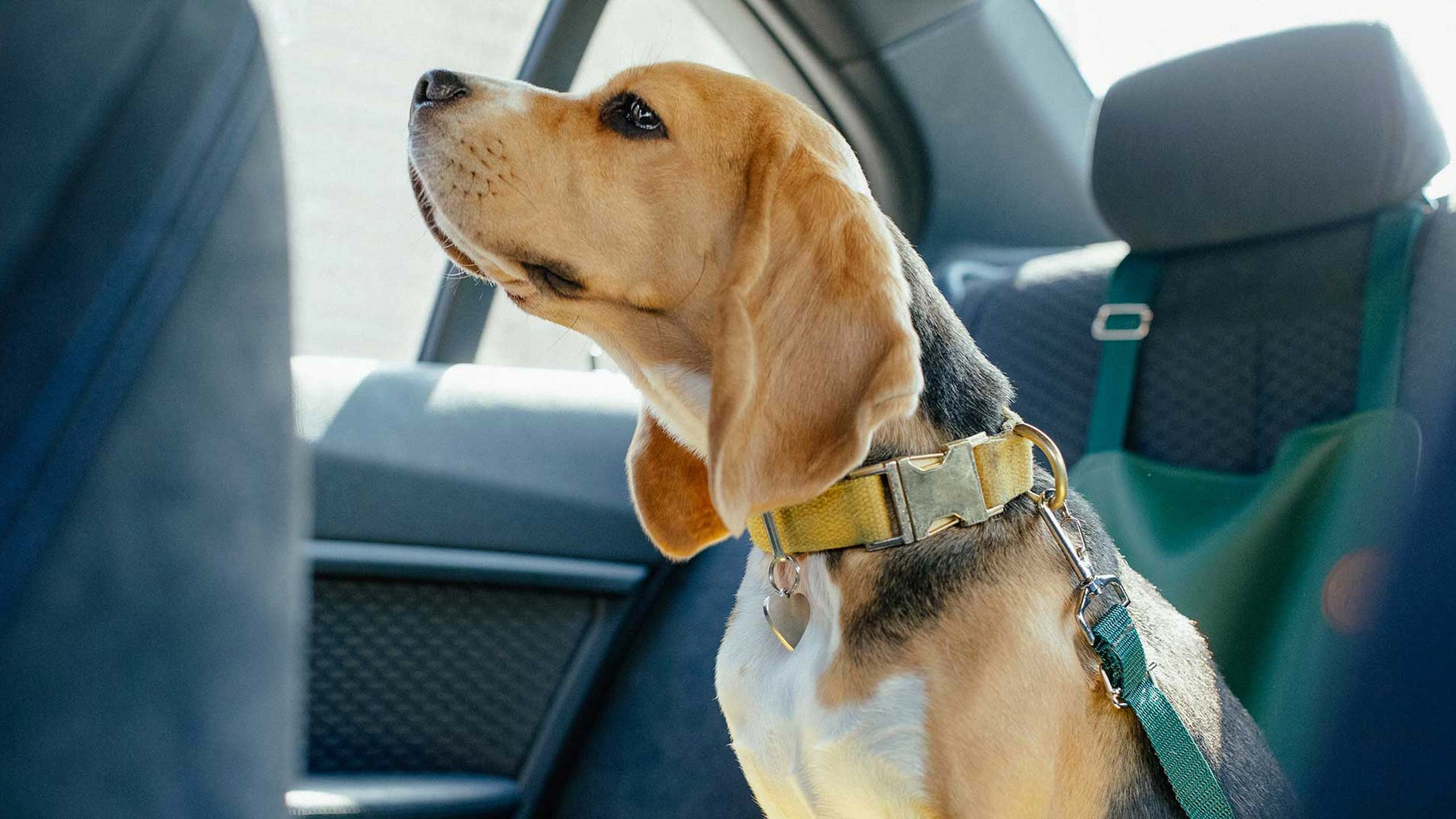 Transporter un chien dans la voiture en toute sécurité